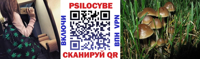 blacksprut зеркало как найти закладки Вязники Псилоцибиновые грибы Cubensis